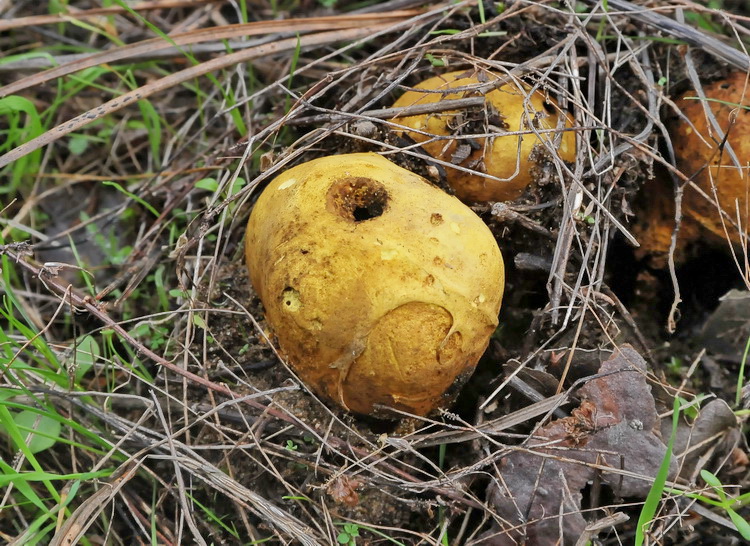 Scleroderma meridionale